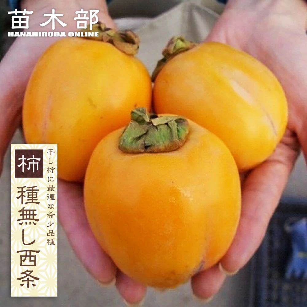 楽天市場】柿の苗木 【麗玉】 完全甘柿 3年生接木1.1m大苗 【産地で