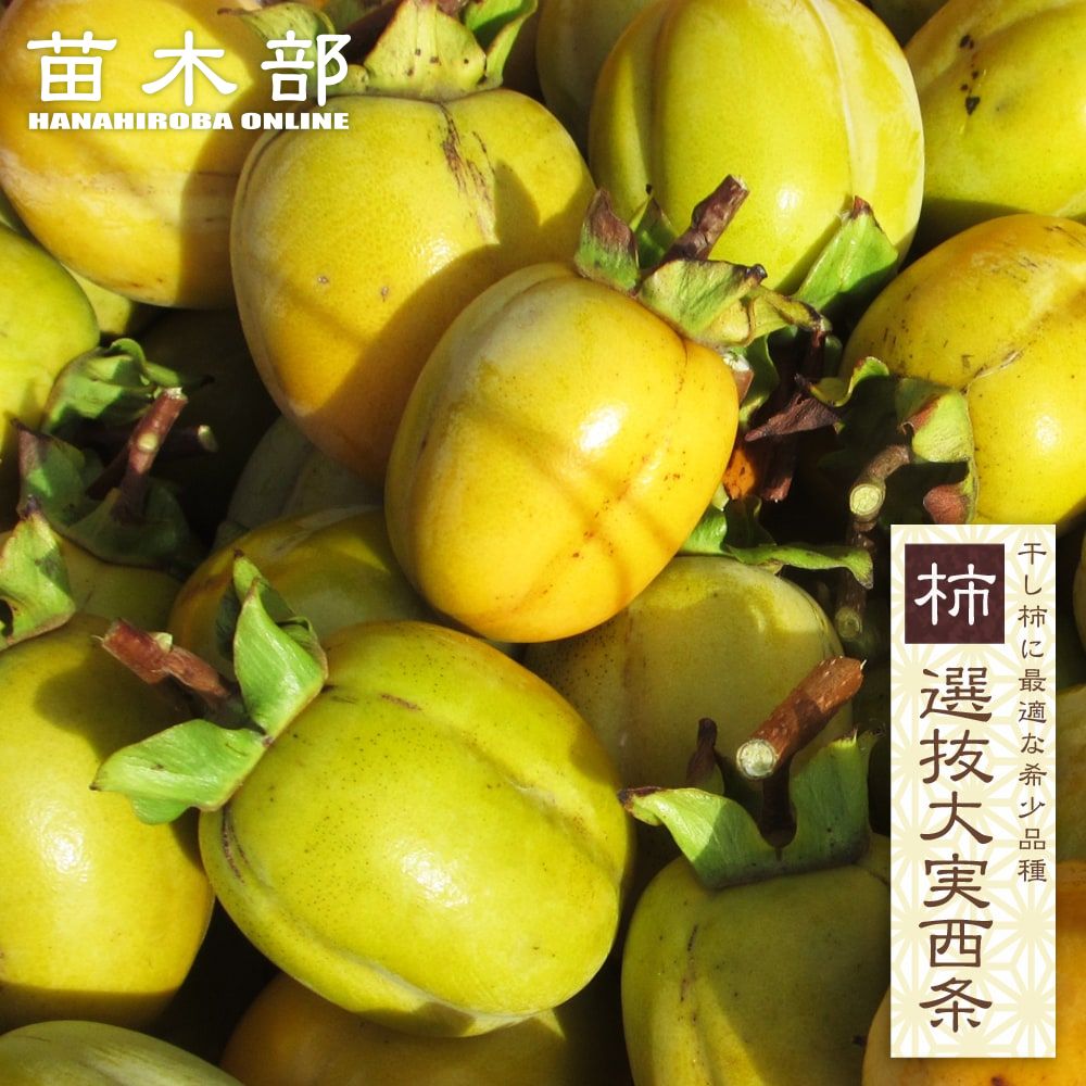 『千成柿』 n0122-e.jpg