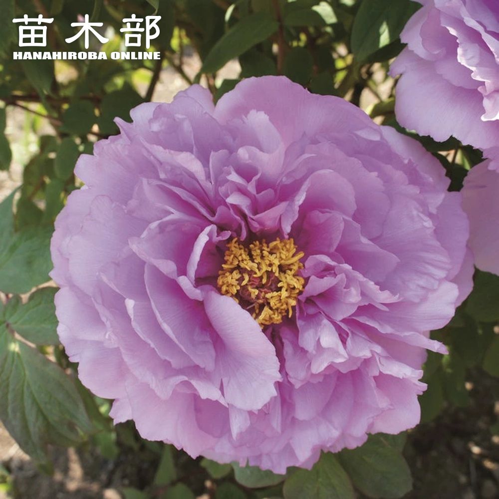 楽天市場】【八重桜】 （薄桃色） 牡丹 2年生 6号スリット苗 : 苗木部