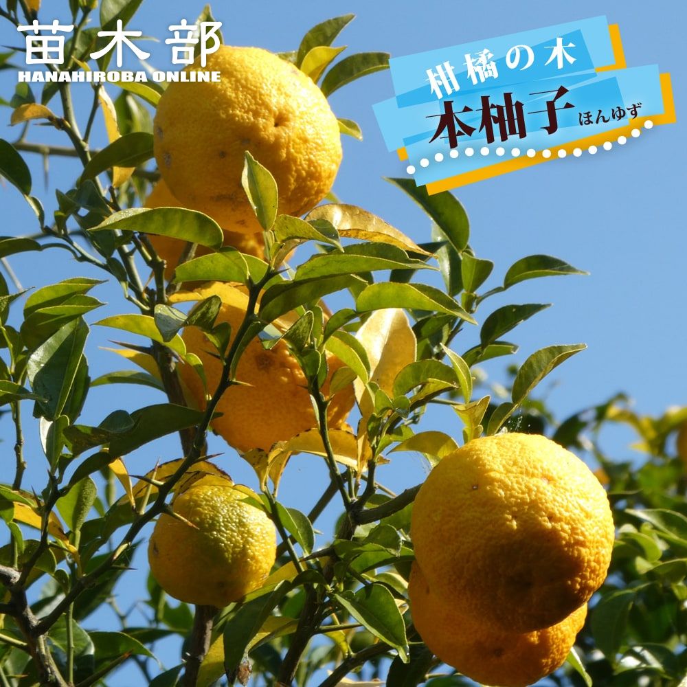 柚子の苗木(根無し) ¥650 柚子の苗木(根無し) ¥650