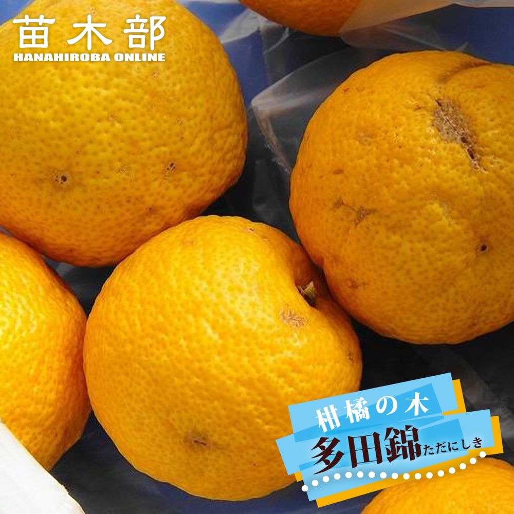 楽天市場】柚子 苗木 種なし柚子 【多田錦】 3年生接木大苗 【産地で