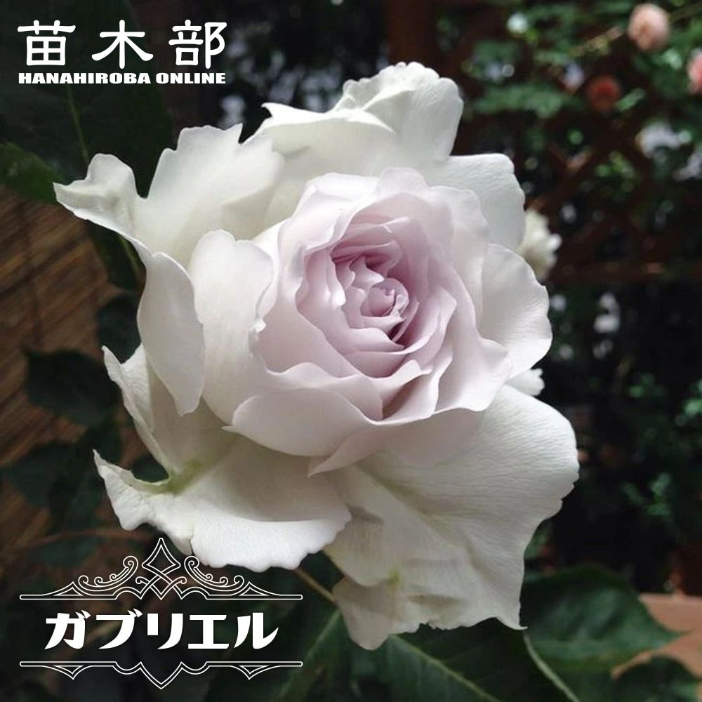 楽天市場】四季咲きバラ苗 【ワイルドイブ】 2年生大苗 6号ポット 登録