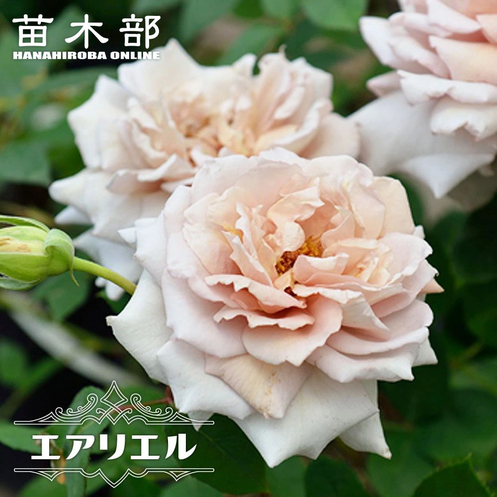 楽天市場】四季咲きバラ苗 【エリザベス】 6号ポット 2年生大苗 : 苗木