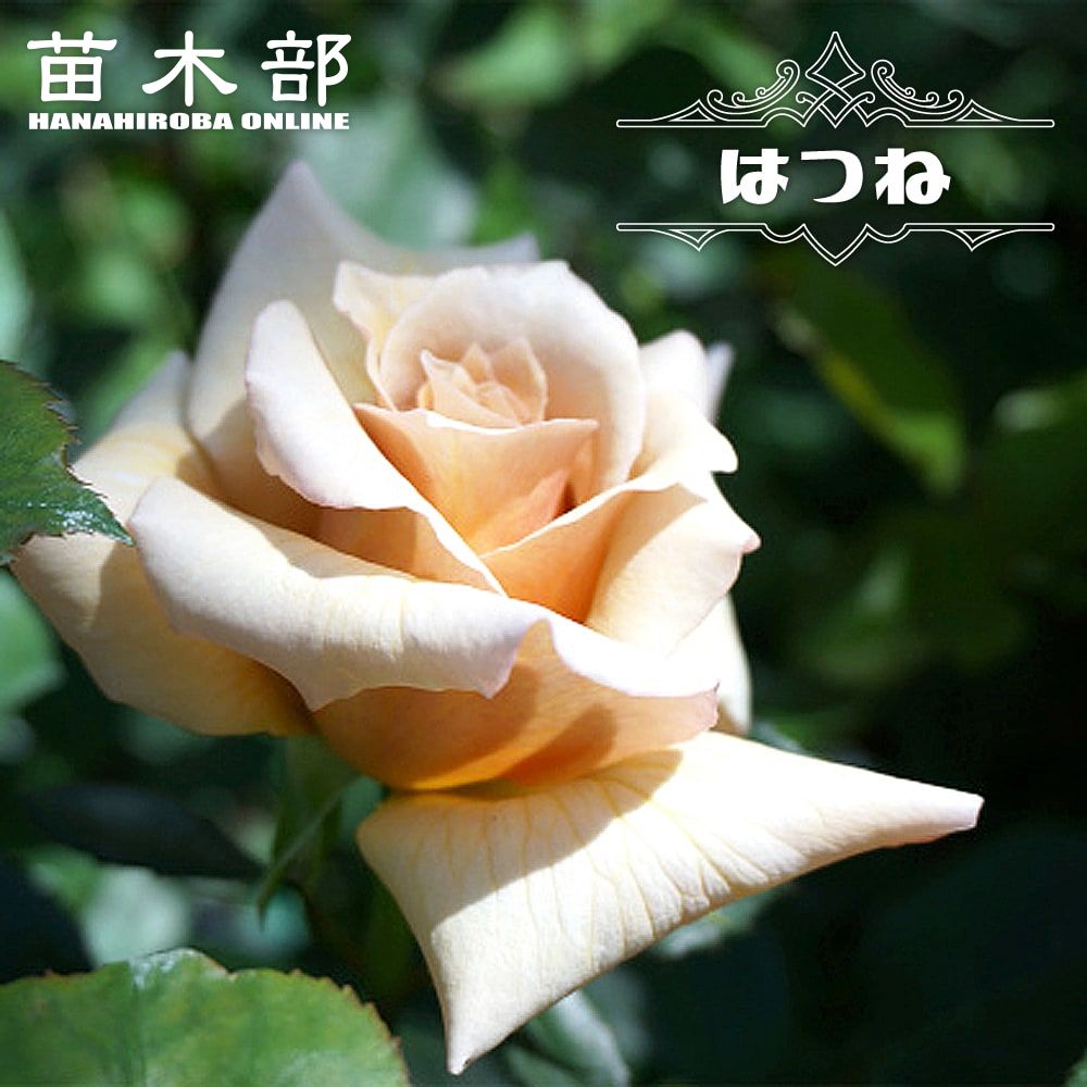 楽天市場】四季咲きバラ苗 【爽】 1年生新苗 登録品種・品種登録