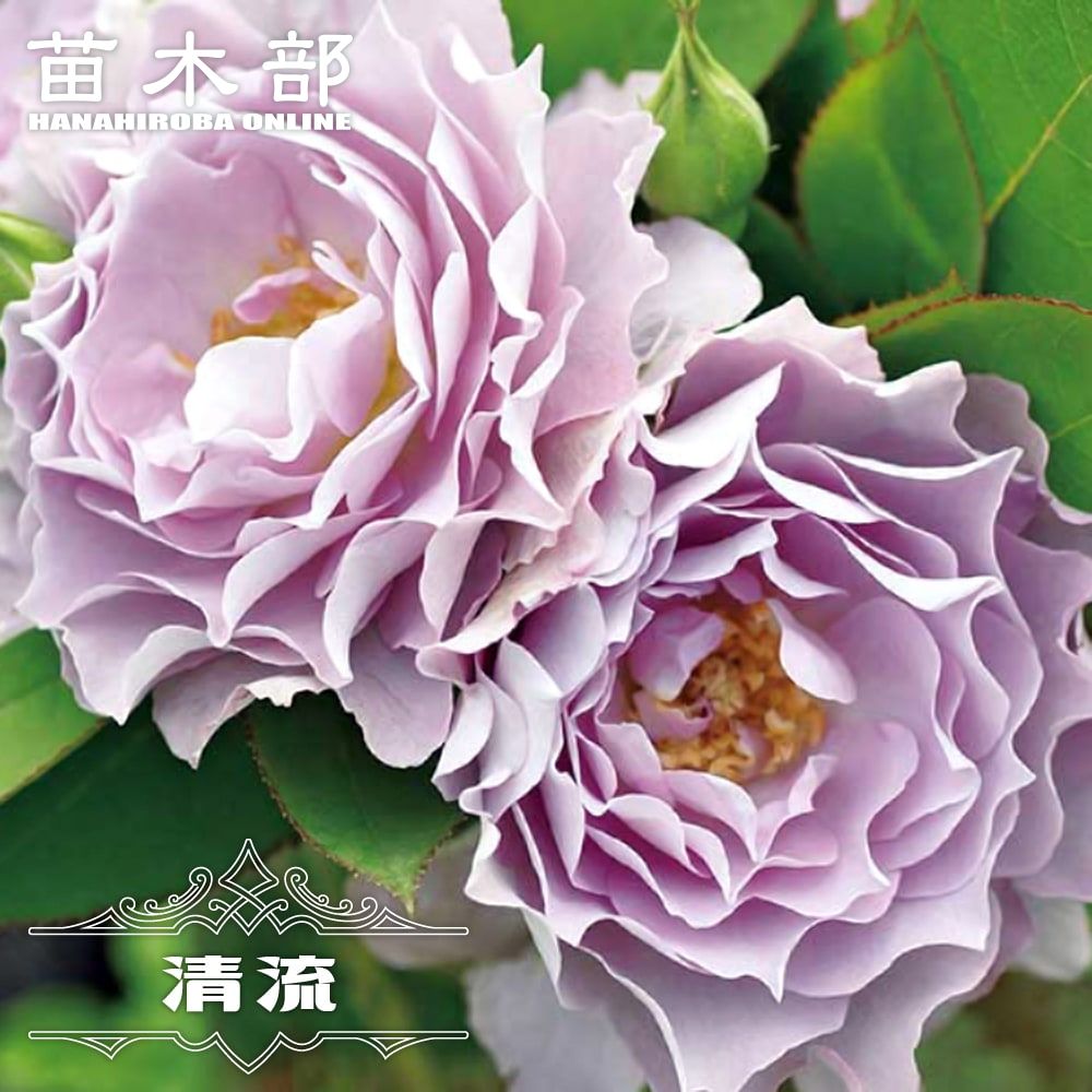 楽天市場】四季咲きバラ苗 【爽】 1年生新苗 登録品種・品種登録