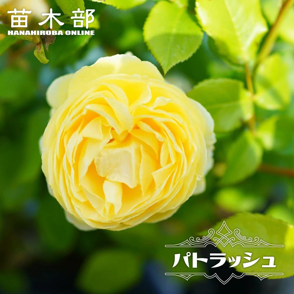 楽天市場】四季咲きバラ苗 【恋いづな （FL）】 2年生大苗 登録品種