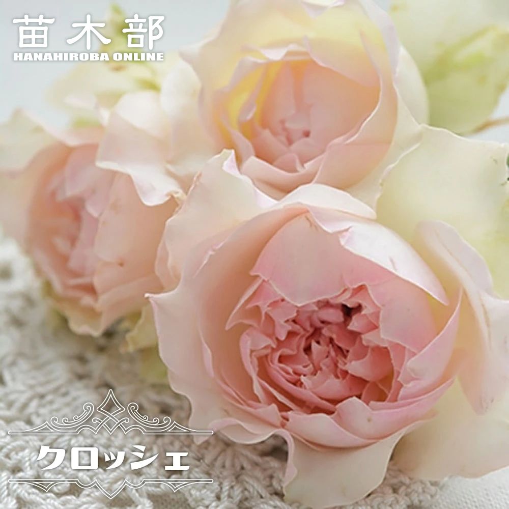 楽天市場】四季咲きバラ苗 【エリザベス】 6号ポット 2年生大苗 : 苗木