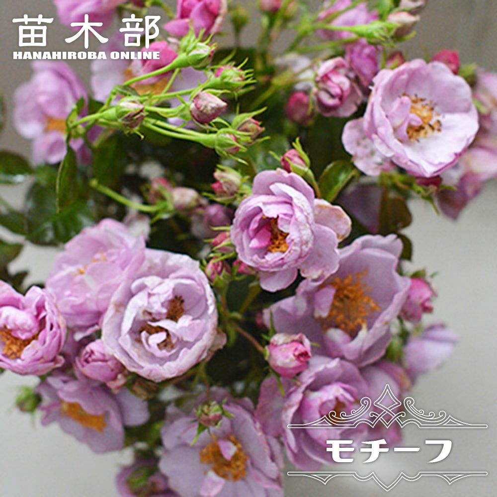 楽天市場】四季咲きバラ苗 【ドレープ】 2年生大苗 : 苗木部 by 花