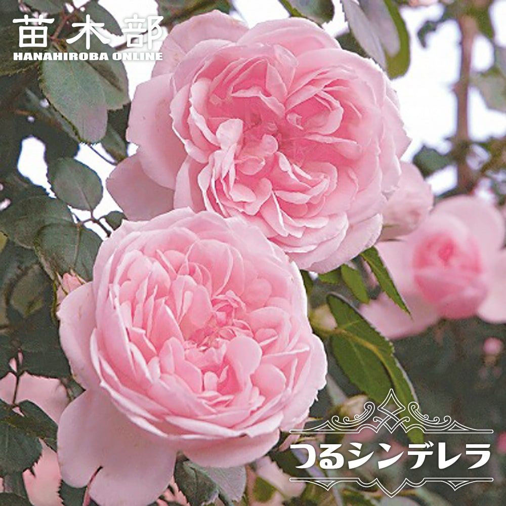 四季咲きつるバラ 【シンデレラ】 2年生大苗画像
