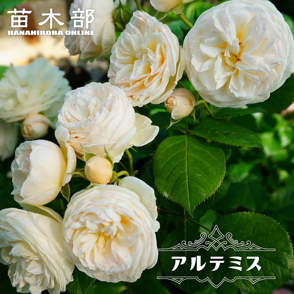 御気に入りの薔薇の見つけ方