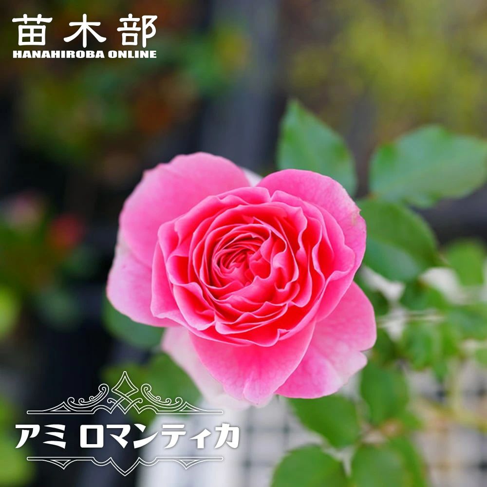 四季咲き半つるバラ 【アミ ロマンティカ】 2年生大苗