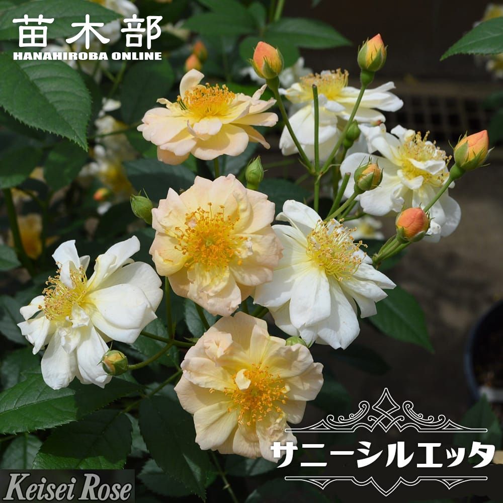 楽天市場】つるバラ苗 【スウィートシルエッタ （CL）】 2年生大苗