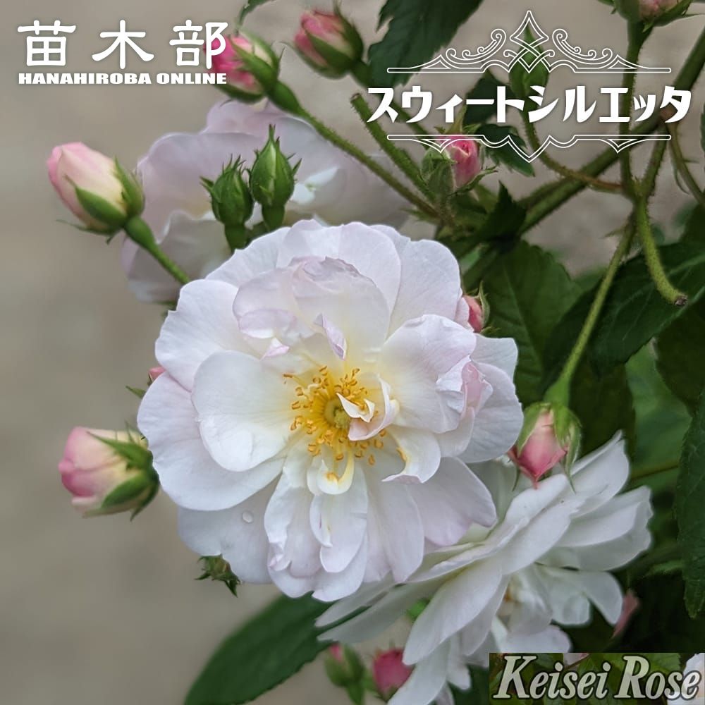 楽天市場】つるバラ苗 【ラベンダーシルエッタ （CL）】 2年生大苗