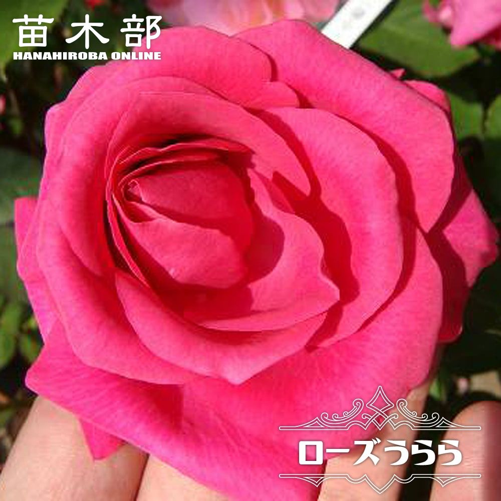 四季咲き バラ苗 【ローズうらら】 2年生大苗