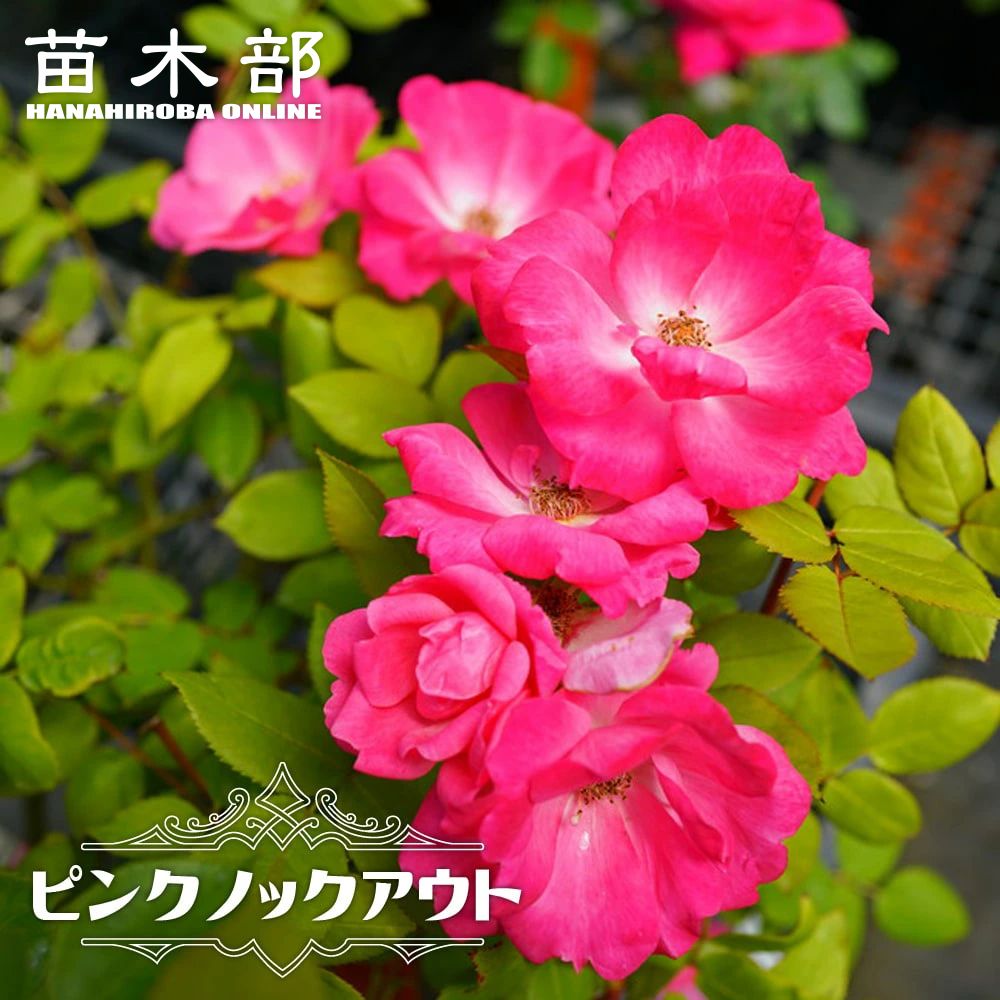 楽天市場】四季咲きバラ苗 【ホワイトノックアウト】 2年生大苗 6号