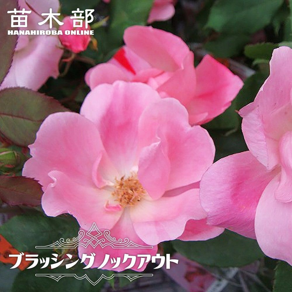 楽天市場】四季咲きバラ苗 【フロキシーベビー】 2年生大苗 登録品種