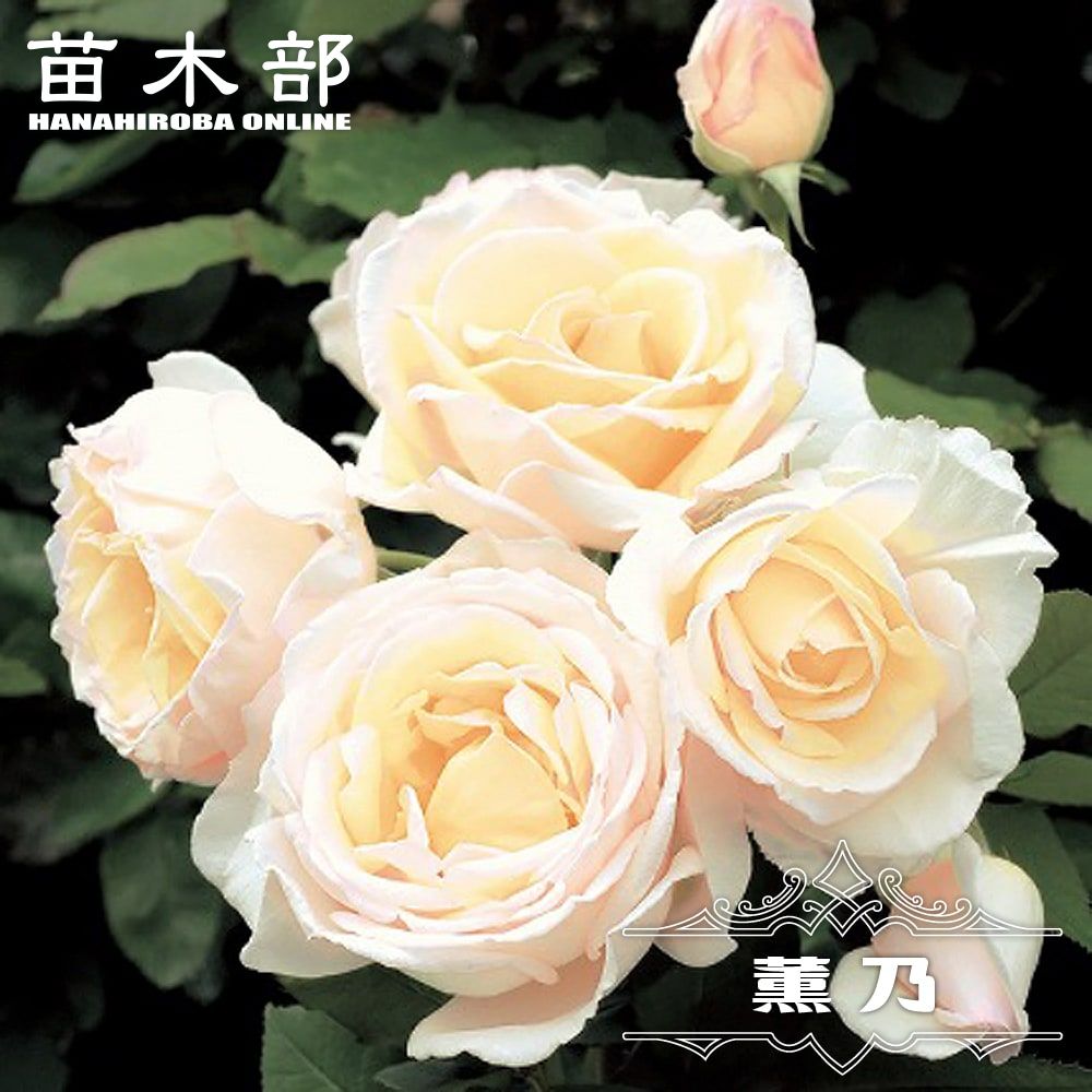 ユキコ　2苗セット　つるバラ苗　ミニばら苗 ユキコ 2苗セット つるバラ苗 ミニばら苗 ユキコ 2苗セット つるバラ