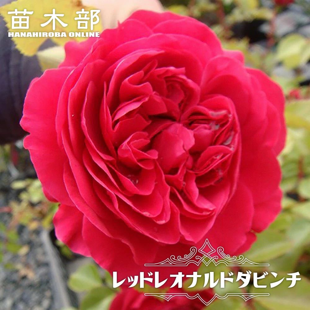 楽天市場】【バラ苗】 センティッドエアー 大苗 木立バラ FL 【京成