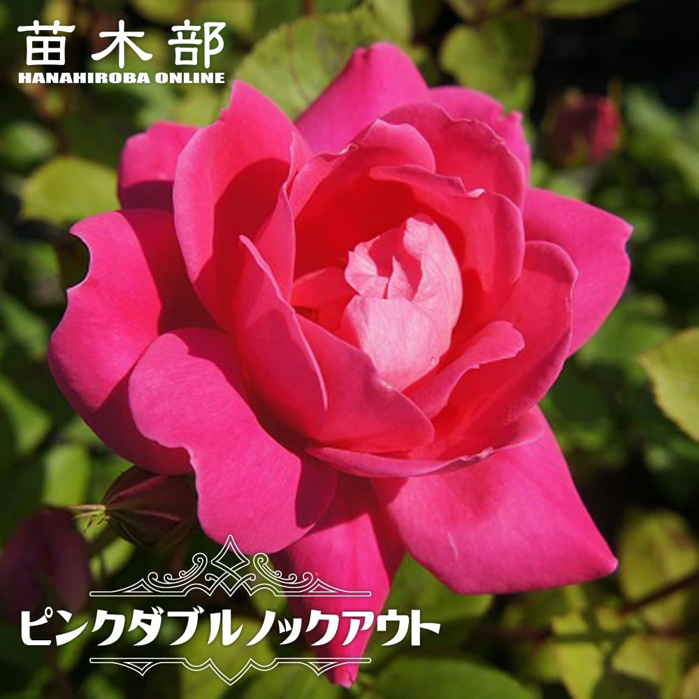 楽天市場】つるバラ 【つるノックアウト】 2年生大苗 : 苗木部 by 花