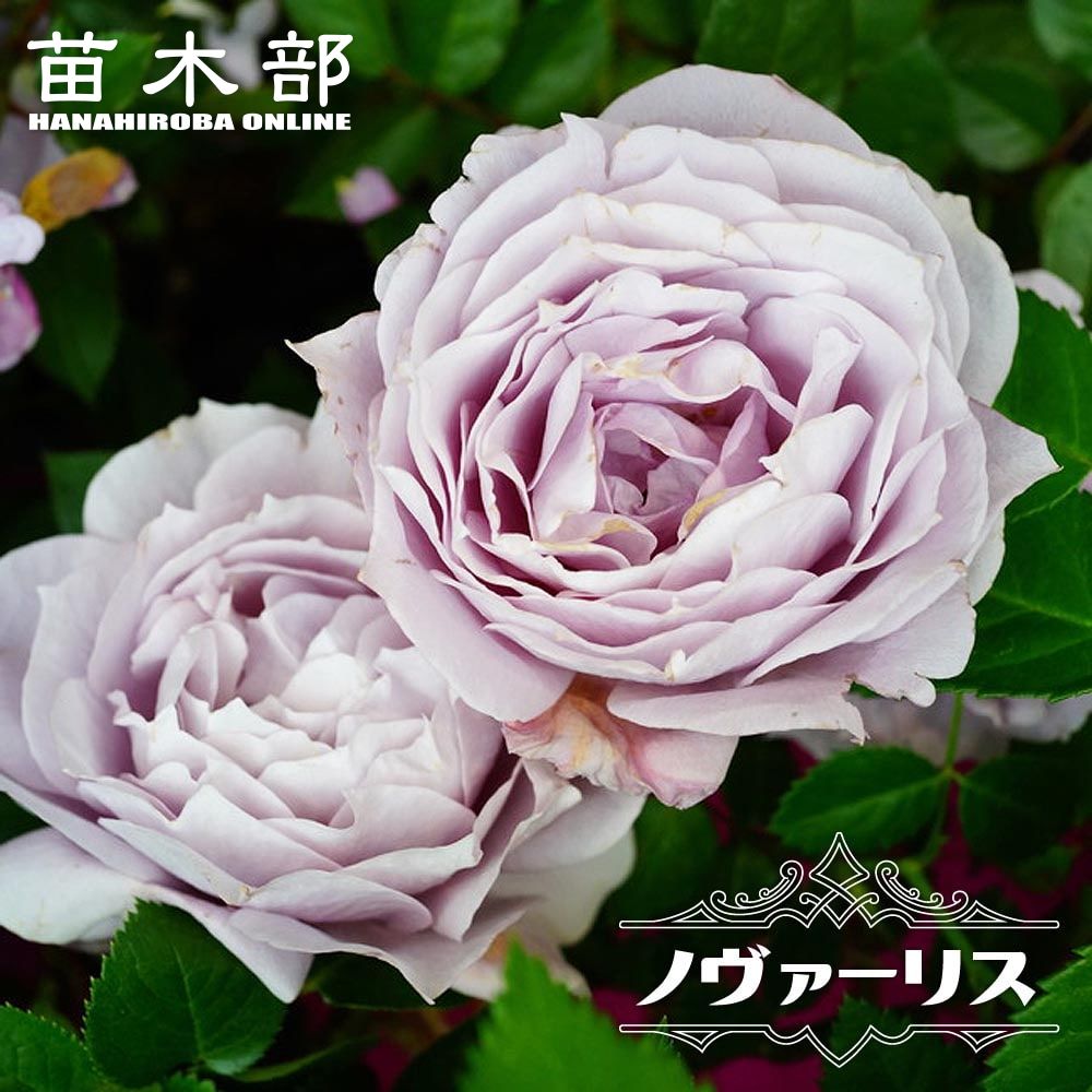 楽天市場】四季咲きバラ苗 【しのぶれど】 2年生大苗 : 苗木部 by 花