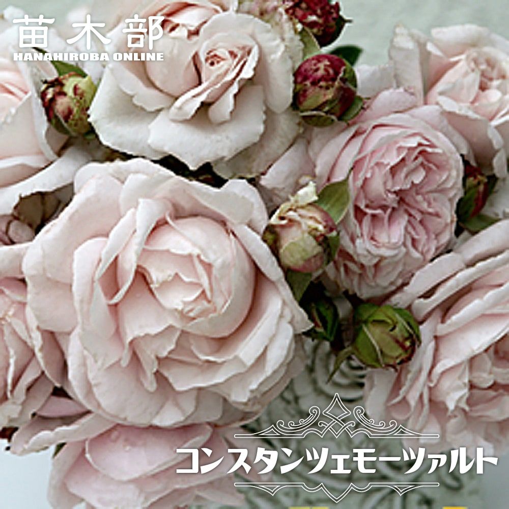 四季咲き半つるバラ 【コンスタンツェモーツァルト】2年生大苗