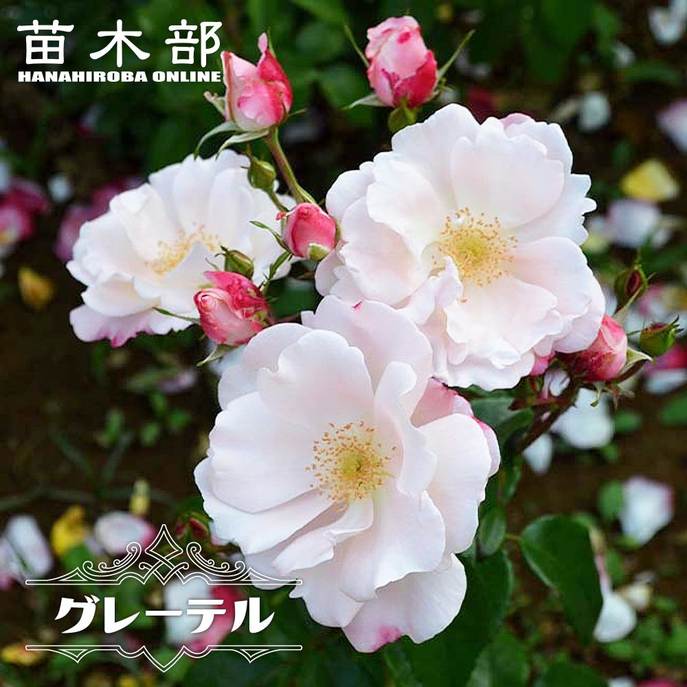 楽天市場】四季咲きバラ苗 【ピンクブリックハウス】 2年生大苗 登録