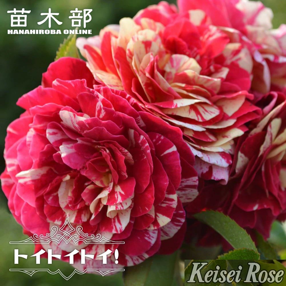 ドイリー1166❤️薔薇の花園大きなドイリー✨55cm バラ トイ トイ トイ！ FL フロリバンダ 苗 販売 苗木部 By 花ひろば