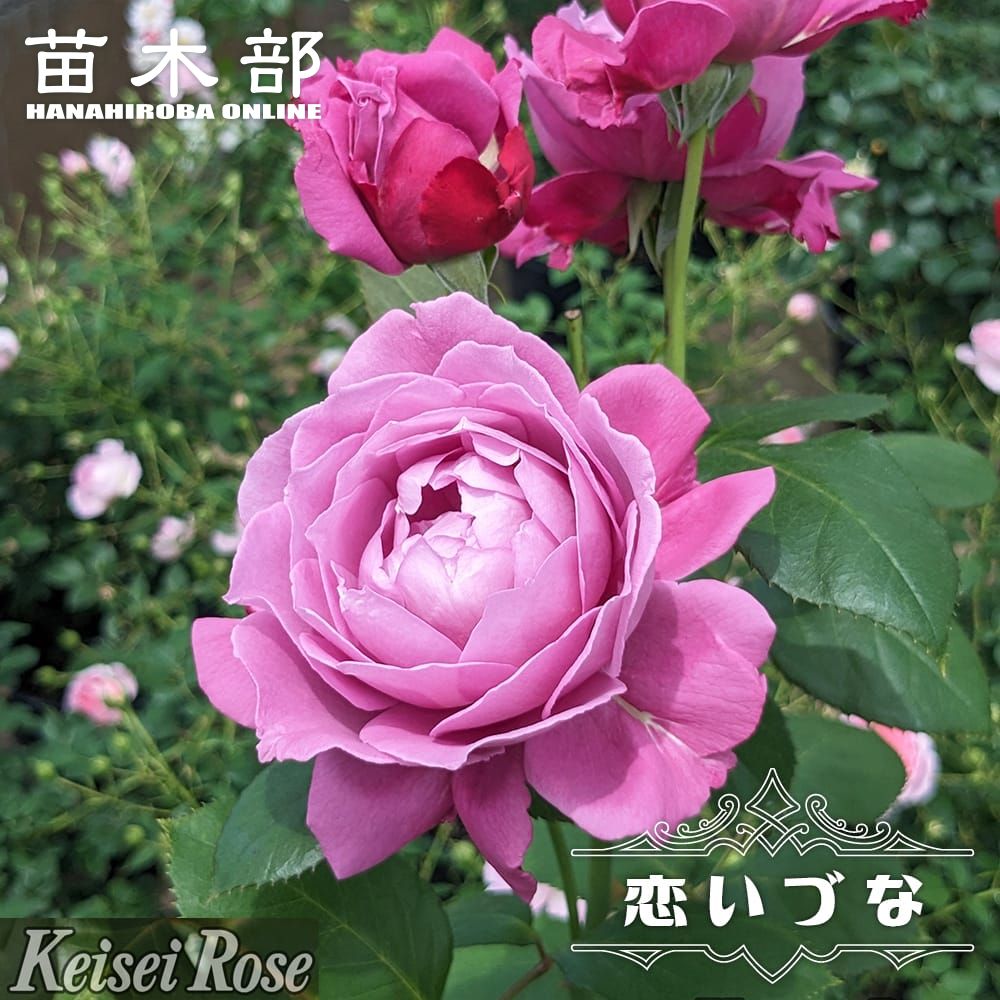 楽天市場】バラ 苗 京成 【恋いづな （FL） ［登録品種］ 中輪