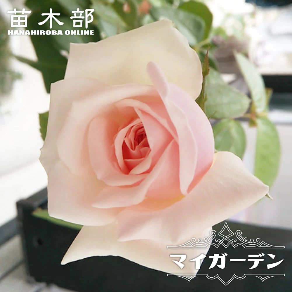 楽天市場】四季咲き強香バラ苗 【ザマッカートニーローズ】 2年生大苗