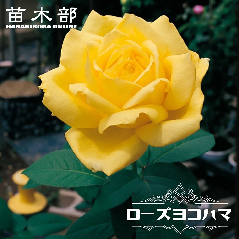 楽天市場】[楽天市場店限定価格] ◇グリゴー スーパーSALE◇ バラ苗