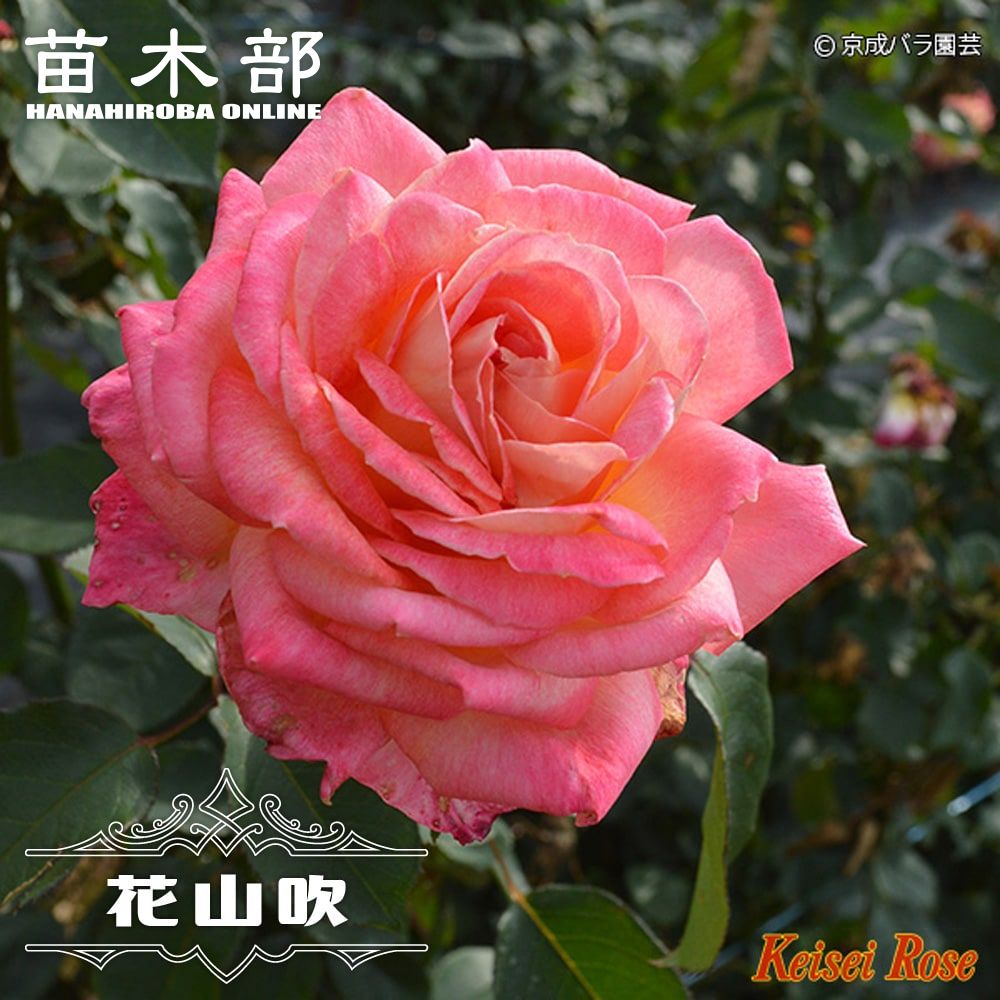 楽天市場】四季咲きバラ苗 【ザンブラ'80】 2年生大苗 【予約販売】12