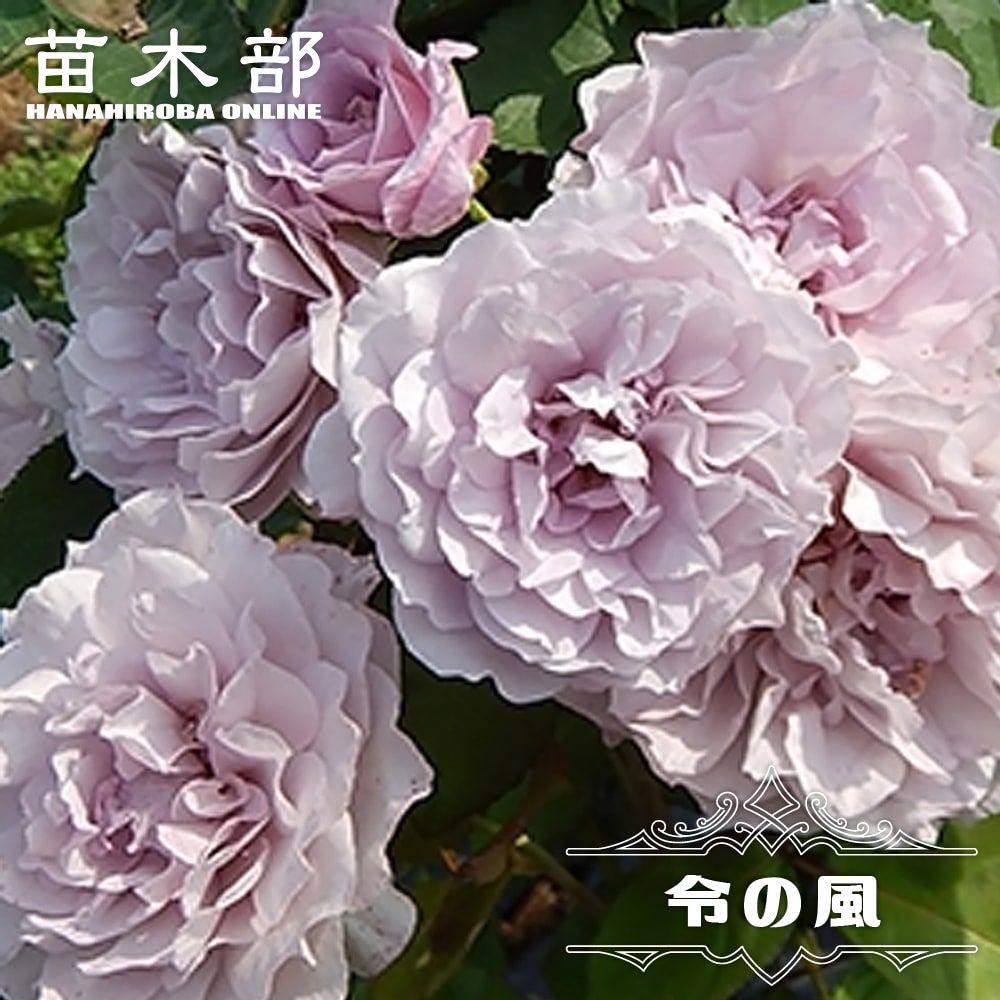 楽天市場】四季咲きバラ苗 【プラムパーフェクト】2年生大苗 登録品種