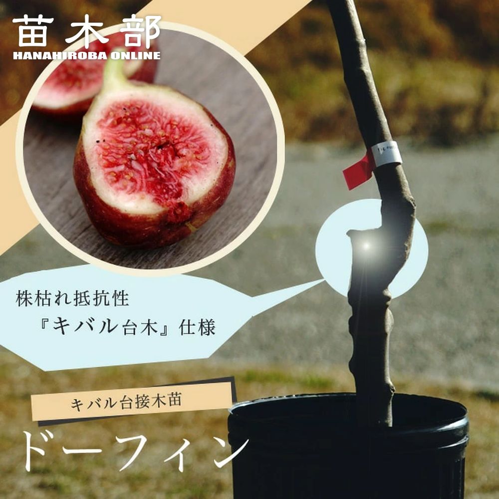 楽天市場】いちじく 【姫蓬莱】 3年生大苗 1m苗 【産地で剪定済 1.0m苗