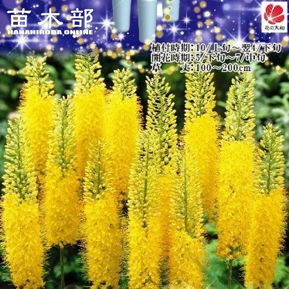 楽天市場】香る巨大輪芍薬 【サラベルナール】 6号スリット鉢植え