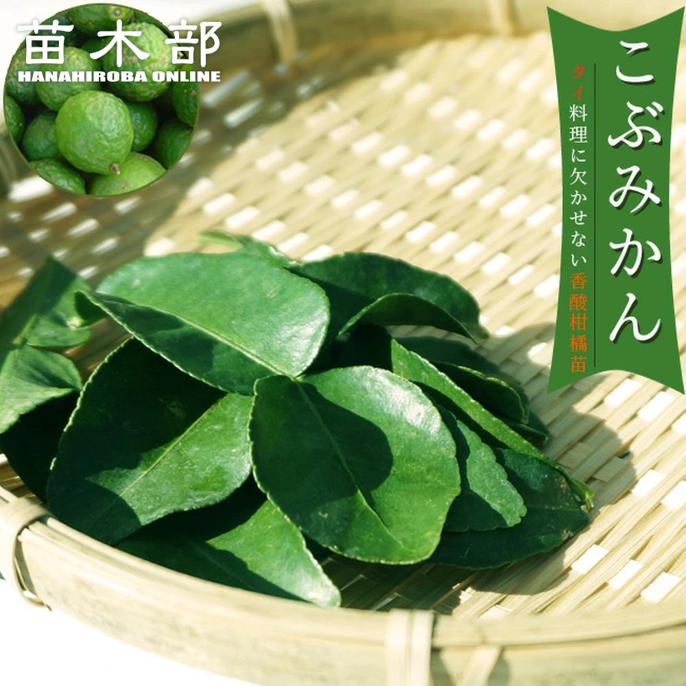 コブミカン　バイマックルー　特大苗木 kobumikan1-logo.jpg