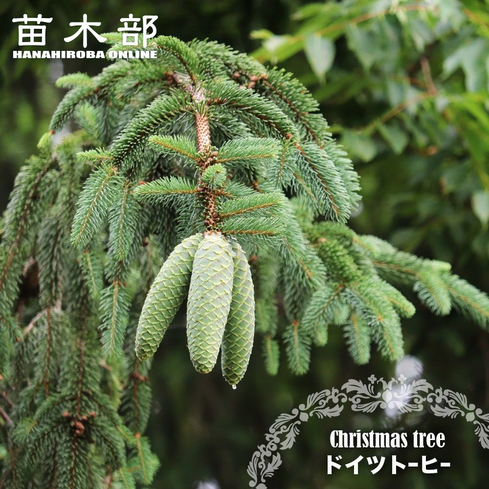 楽天市場】ピセア・プンゲンストウヒ「コロラドトーヒ」 苗木 4.5号