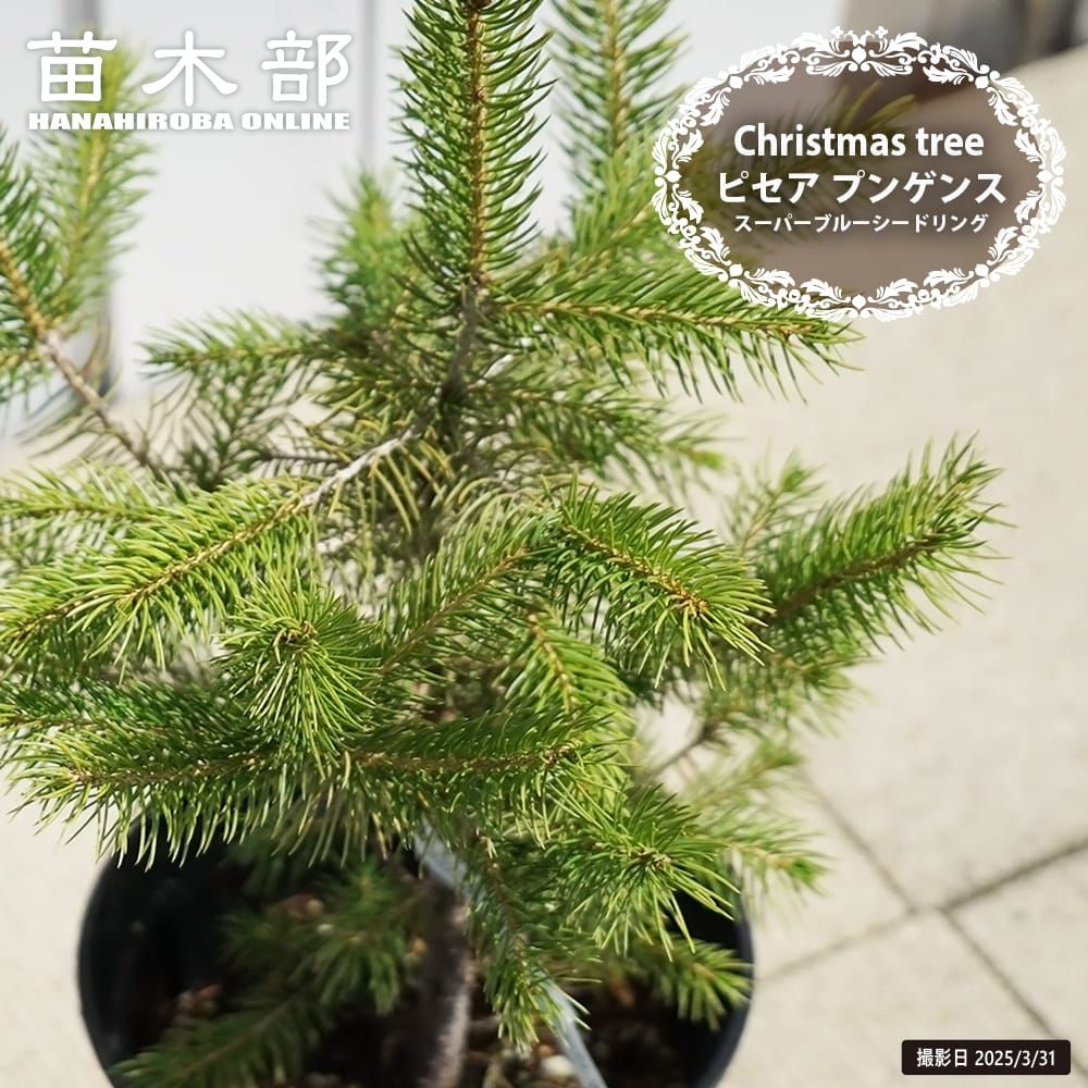 楽天市場】クリスマスツリー もみの木 ドイツトーヒー 挿し木 4号