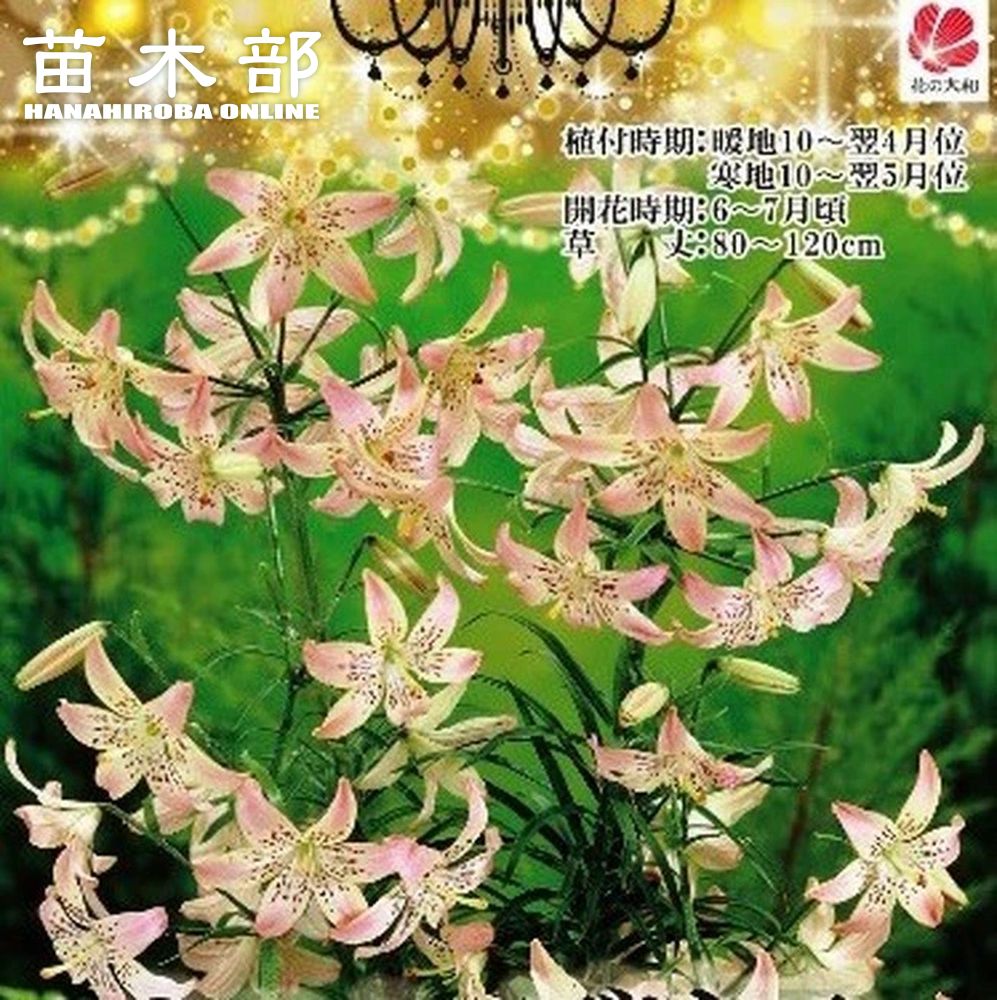 楽天市場】【ひのもと】 鉄砲百合 球根 （2球入り） （植え付け時期8月