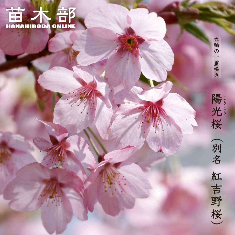 楽天市場】さくら 【数珠掛桜 （じゅずかけざくら）】 1年生接木苗