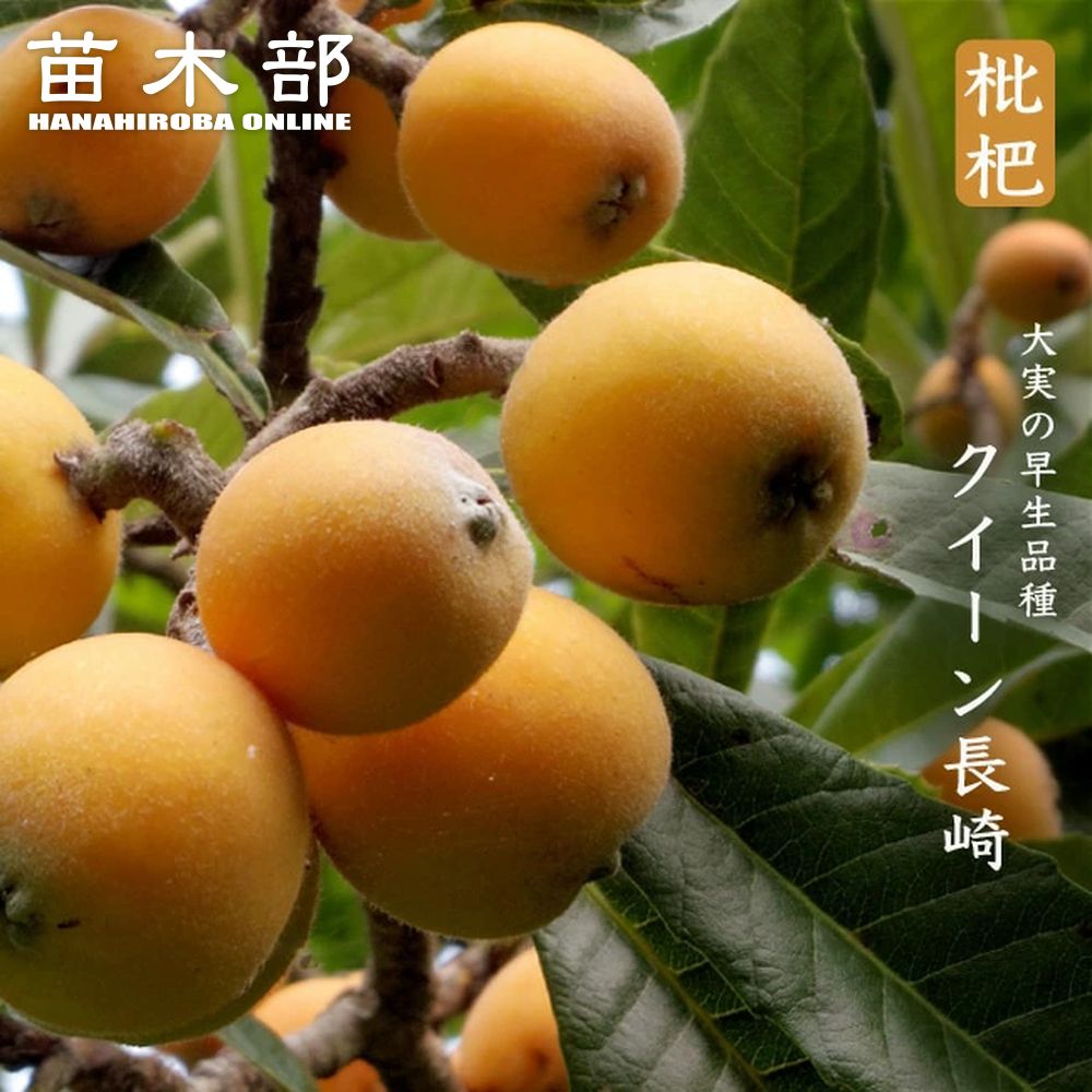 枇杷苗　実付き　【長崎クイーン/クイーン長崎」　ビワ　農薬不使用　果樹 ビワ：クイーン長崎4～5号ポット＊＊ の通販 | 園芸ネット