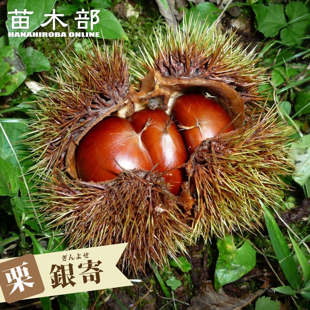 2023年発芽の栗の苗木10本/大粒/幼木/植木/庭木/盆栽/筑波/利平/銀寄 kuri002_01-logo.jpg