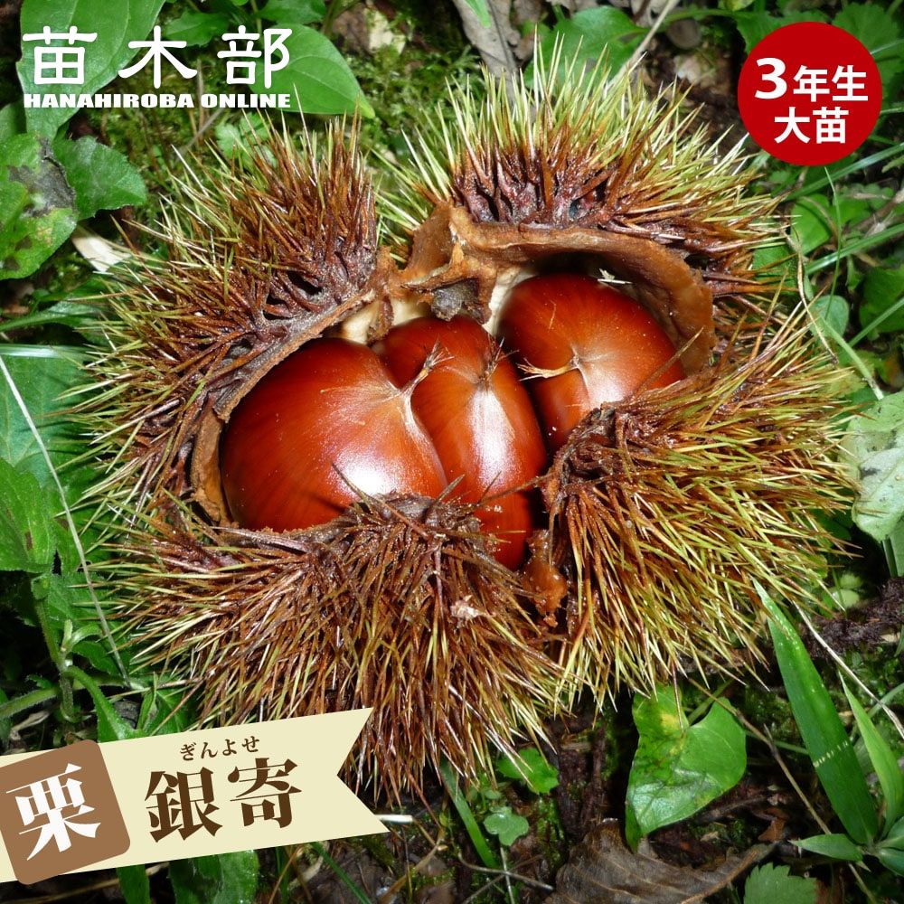 ①超希少イタヤカエデ「名栗錦」接木大苗 7号鉢全長140cm ①超希少イタヤカエデ「名栗錦」接木大苗 7号鉢全長140cm