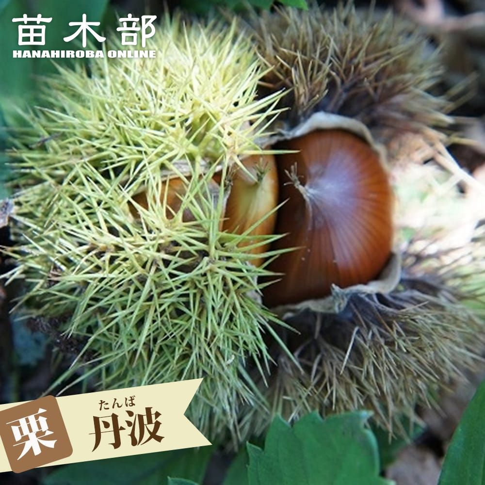 楽天市場】栗 苗木 【大実天津甘栗】 1年生接木苗 【予約販売