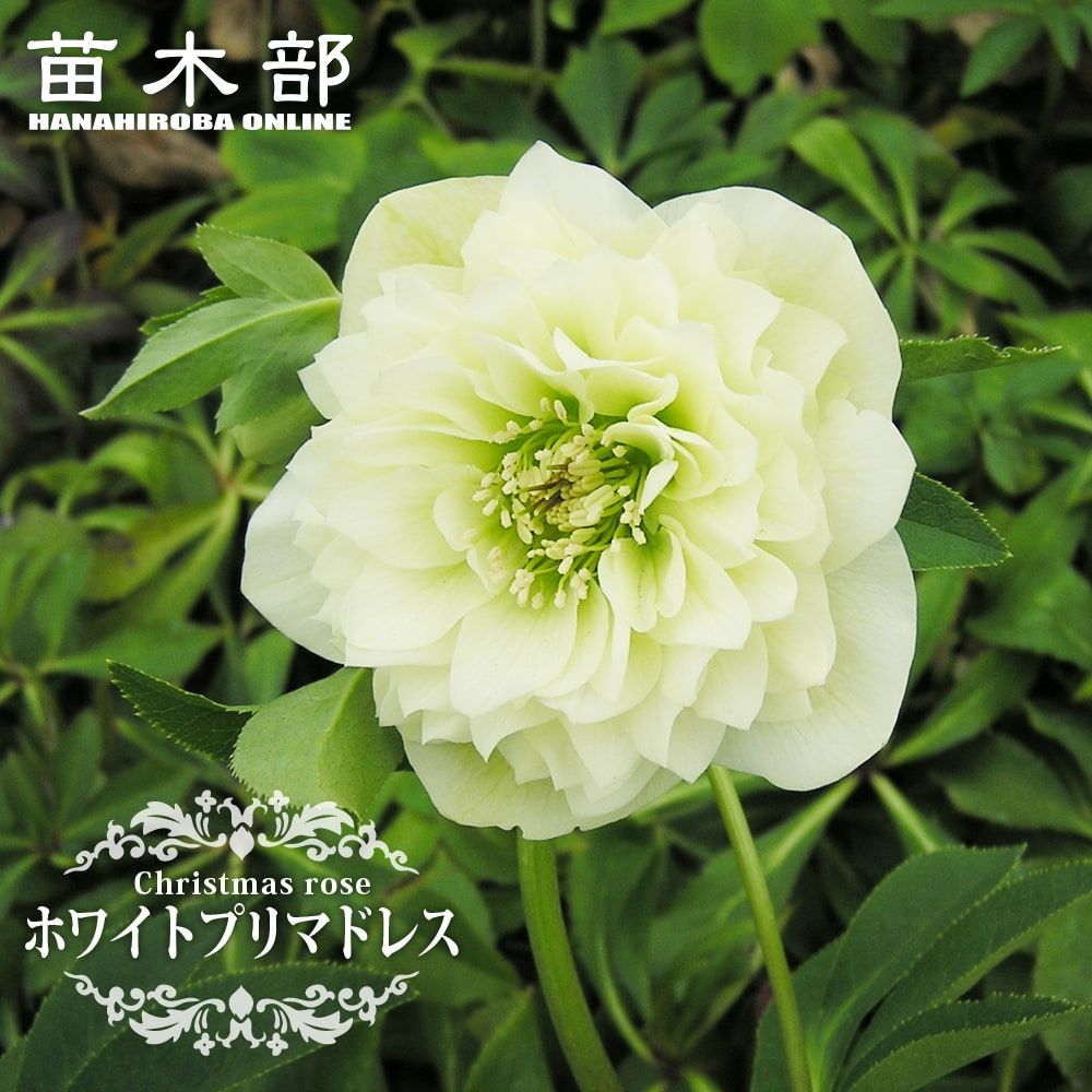 【花苗】クリスマスローズ　ホワイトオーケストラ　アネモネ咲き 中輪 タグ付き正規 クリスマスローズ ホワイトオーケストラ 苗 販売 苗木部 By 花