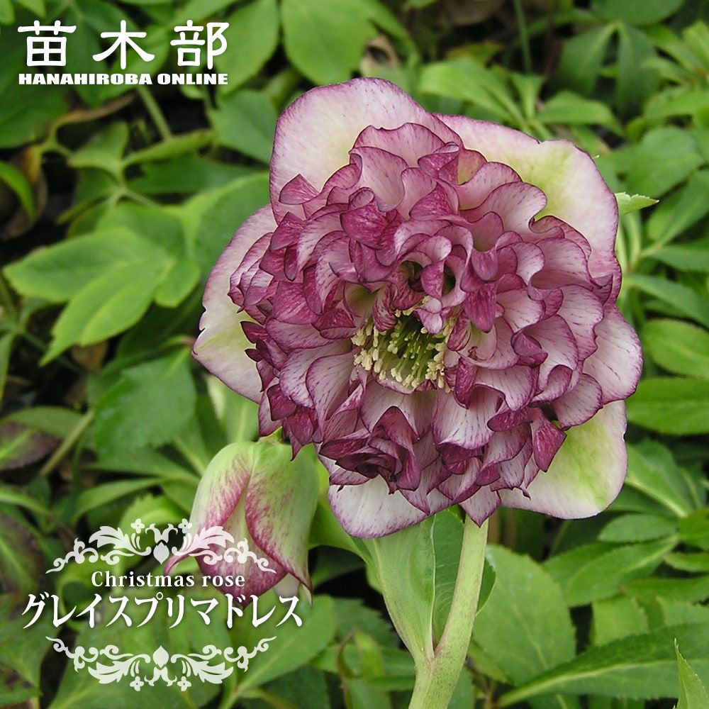 楽天市場】【エレガンスルージュクリスタル】 八重咲き