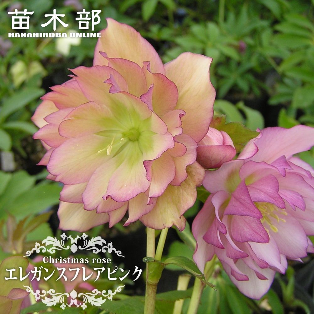 楽天市場】【ホワイトオーケストラ】 アネモネ咲きクリスマスローズ 3 楽天市場】【ホワイトオーケストラ】 アネモネ咲きクリスマスローズ 3