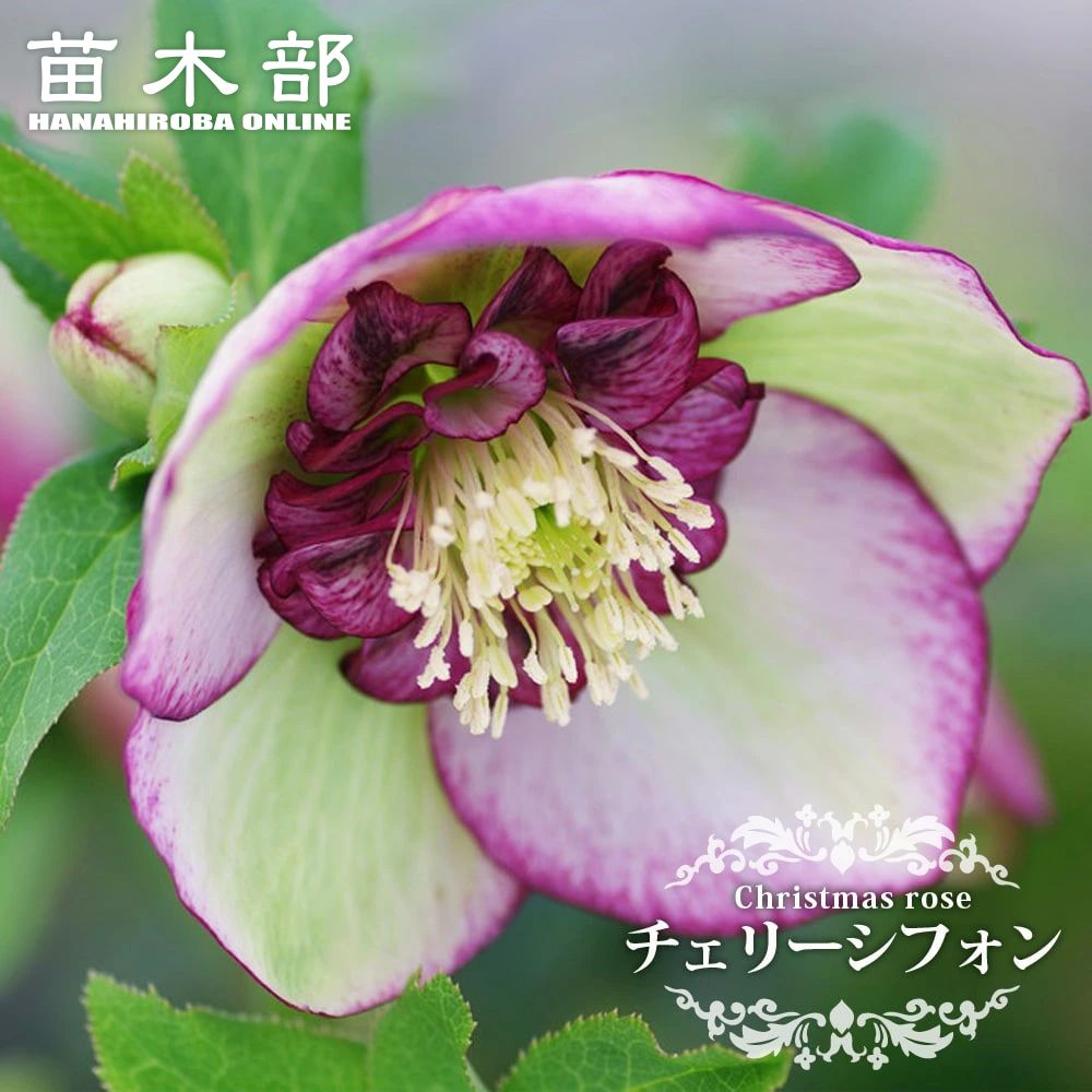 楽天市場】【ホワイトオーケストラ】 アネモネ咲きクリスマスローズ 3