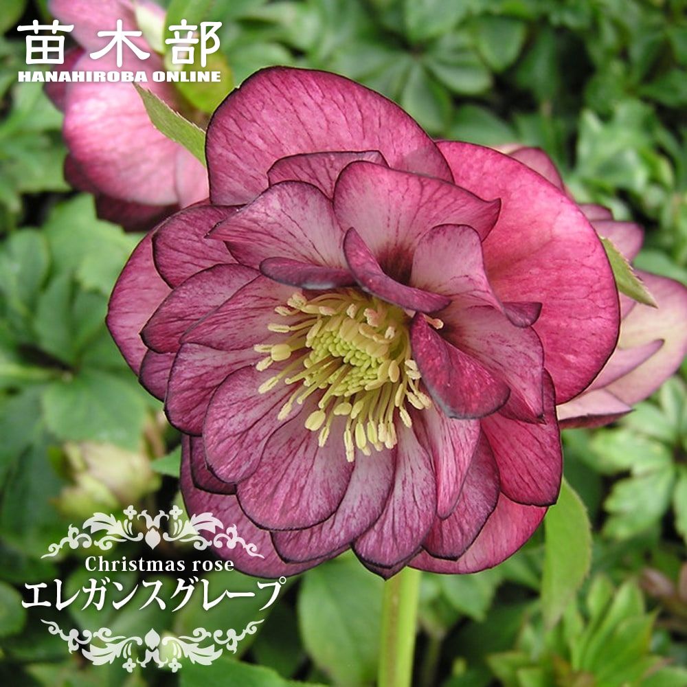 楽天市場】【ダブルファンタジー】 八重咲きクリスマスローズ 3号