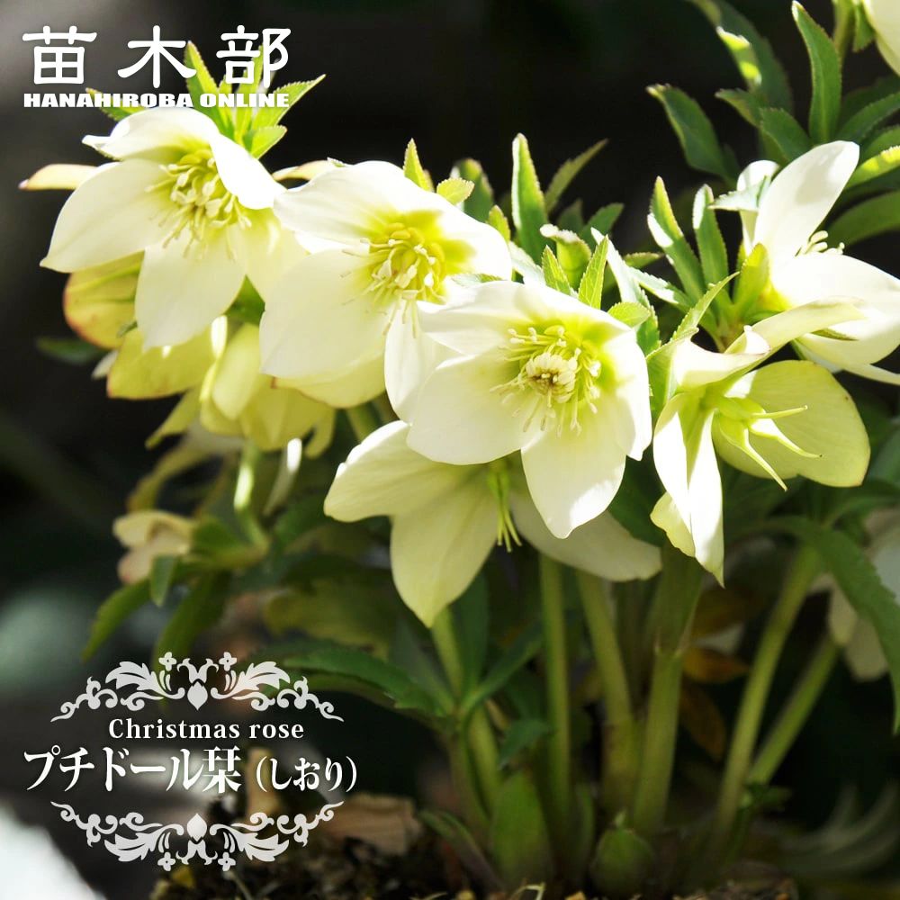 楽天市場】【ホワイトオーケストラ】 アネモネ咲きクリスマスローズ 3