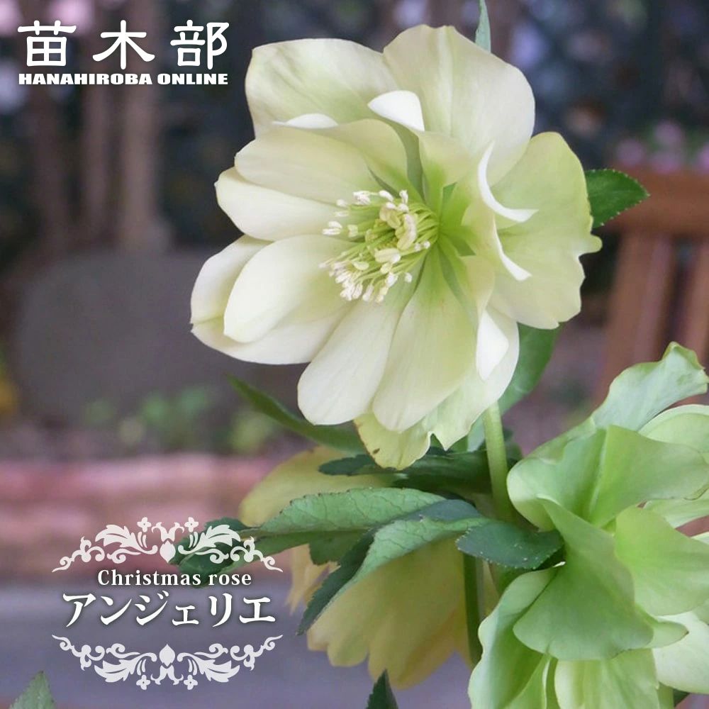 エリザベスくみこ♈️ 885 【チビチビスレンダー】クリスマスローズ 楽天市場】【しずく小鞠】 八重咲きクリスマスローズ 3号ポット